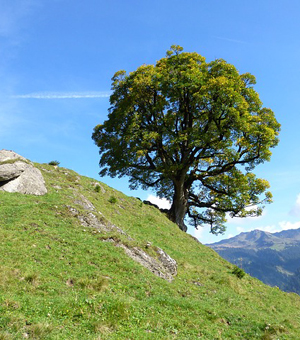 如何攻击网站